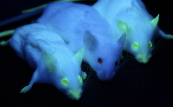 Three white mice with body parts glowing green